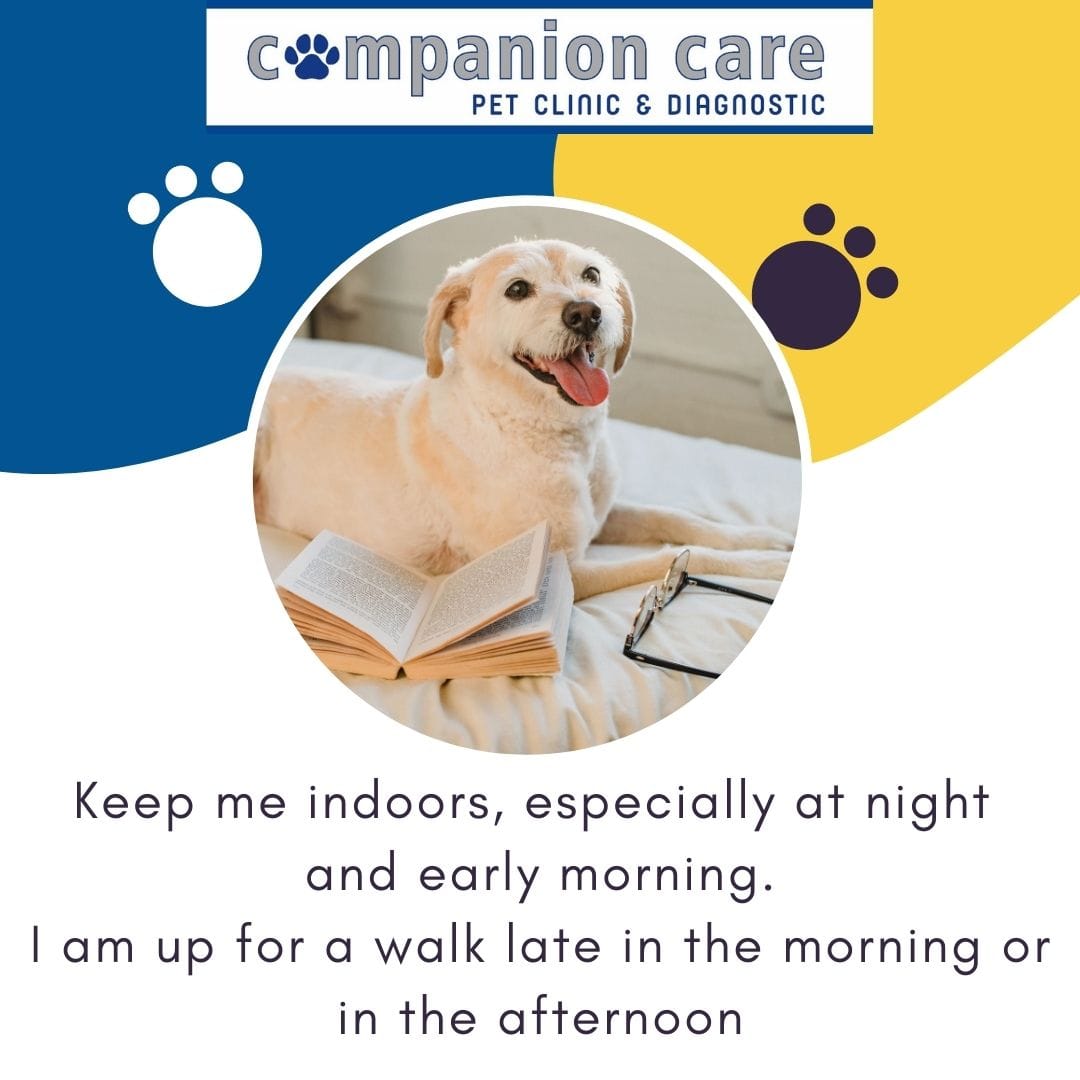 Pet Care Image 1